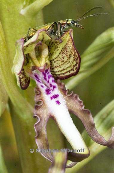 beetle orchid 2 graphic